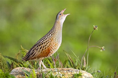 Ireland's elusive corncrake back from brink of extinction as Government's €230,000 battle to ...