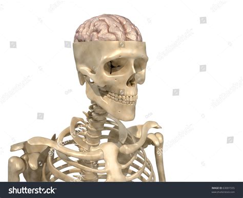 Human Skeleton Brain 3d Render Illustration Stock Illustration 63001555 | Shutterstock