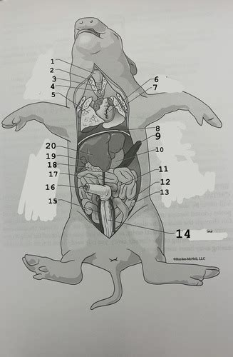 Pig Anatomy Flashcards | Quizlet