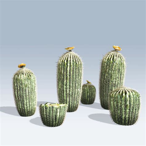 Barrel Cactus (v6) – SpeedTree