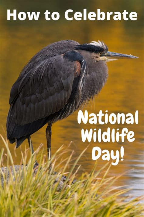 How to Celebrate National Wildlife Day - Turning the Clock Back