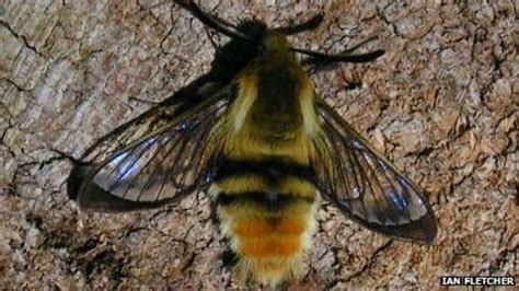 Bee Hawk moth spotted by expert on Isle Of Wight - BBC News