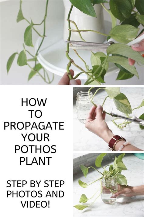 Pothos Plant Care - How to Grow + Propagate {VIDEO!} - Paisley + Sparrow | Pothos plant care ...