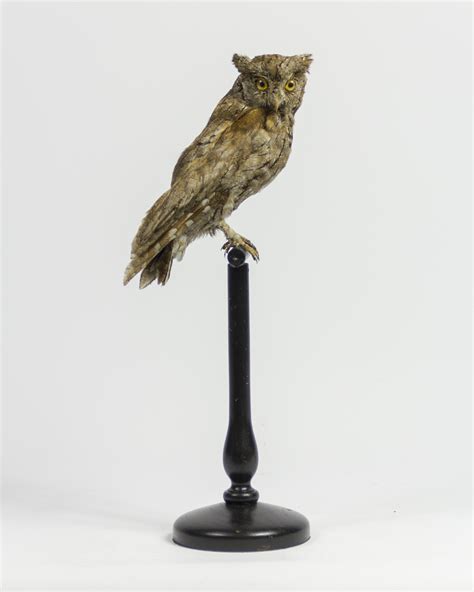 Taxidermy Eurasian Scops Owl