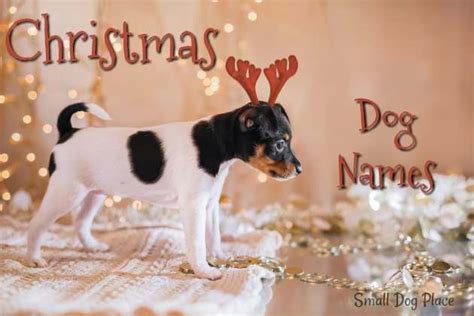 Christmas Puppy Names - Small Dog Place