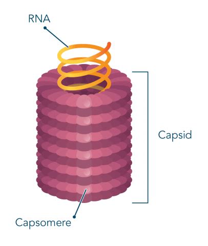 Introduction to Viruses - Let's Talk Science