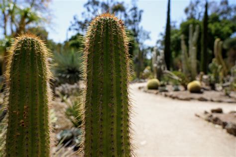 Arizona Cactus Garden Day - Stanford University