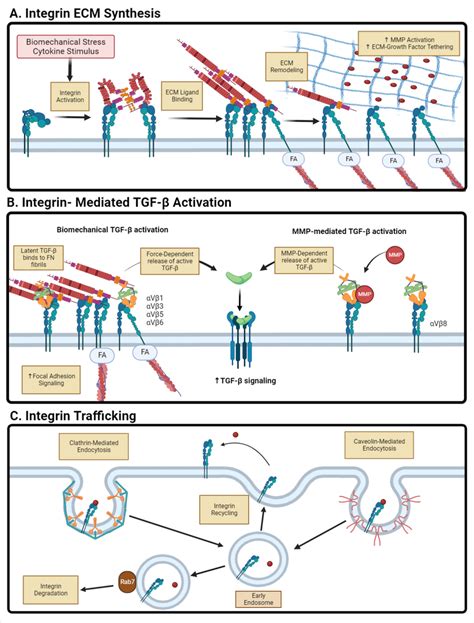 Schematic of integrin signaling in renal fibrosis. (A) ECM proteins act... | Download Scientific ...