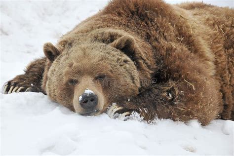 Sleeping grizzly bear stock image. Image of claws, bear - 24477713