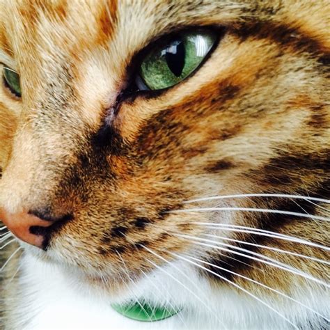 Why do cats have slit-shaped eyes? - Cosmos Magazine