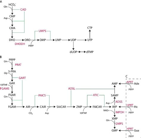 De Novo Purine Synthesis Pathway