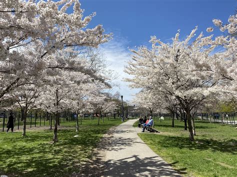 Trinity Bellwoods Park Cherry Blossom - Where Can You See Cherry Blossoms Trees In Toronto Here ...