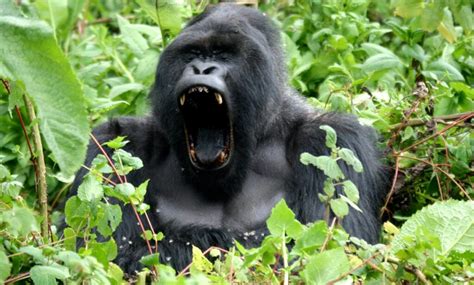 Silverback Gorilla Facts - Everything You Need To Know | Wildlife Trails