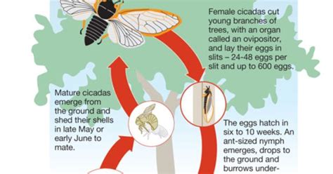 life cycle of the cicada (via http://www.northjersey.com/news/Cicada ...