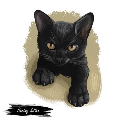 140+ Bombay Cat Stock Illustrations, Royalty-Free Vector Graphics & Clip Art - iStock