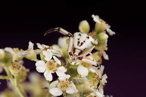 White-banded crab spider - Gottlieb Native Garden