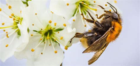 The Fear of Bees: A Guide to Apiphobia | BeehiveHero