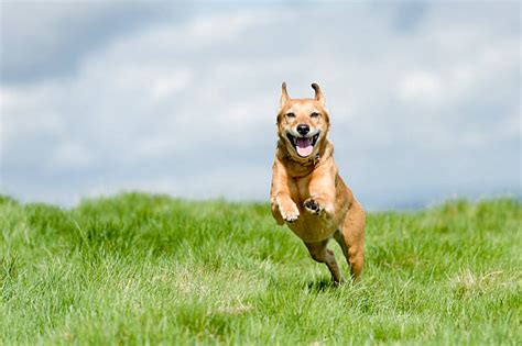 Best Excited Dog Stock Photos, Pictures & Royalty-Free Images - iStock