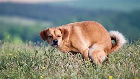 Irritable Bowel Syndrome (IBS) In Dogs: Symptoms, Causes, And ...