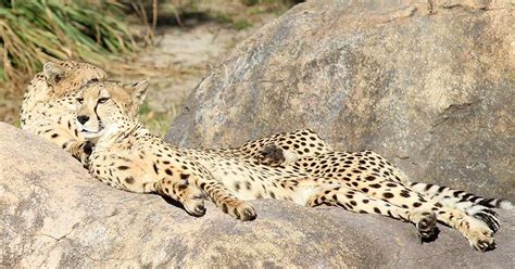 Kilimanjaro Safaris animals - Cheetah