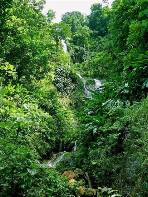 Tufton Hall Waterfall - tallest waterfall in Grenada | Wondermondo