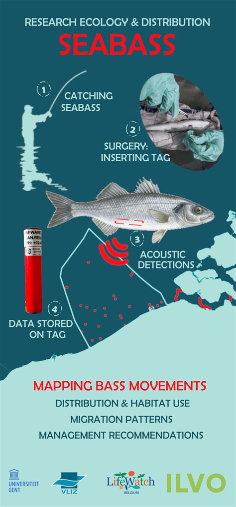 Seasonal habitat use and migration of European seabass in the southern North Sea | European ...