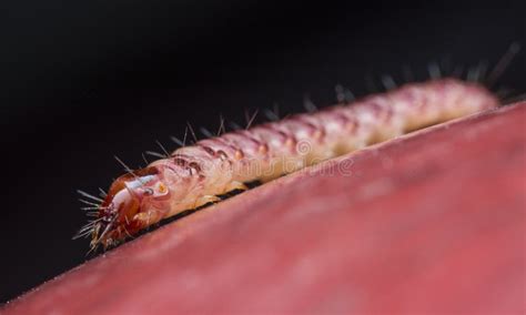 Closeup Shot of Cerambycidae or Jewel Beetle Larvae. Stock Image - Image of buprestidae ...