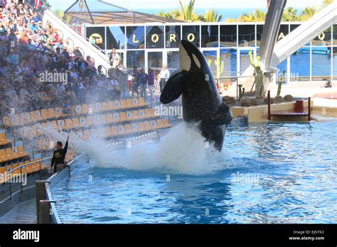 Loro parque killer whale morgan hi-res stock photography and images - Alamy