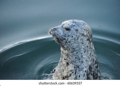 Harbor Seal Swimming Inner Harbor Victoria Stock Photo 60639337 ...