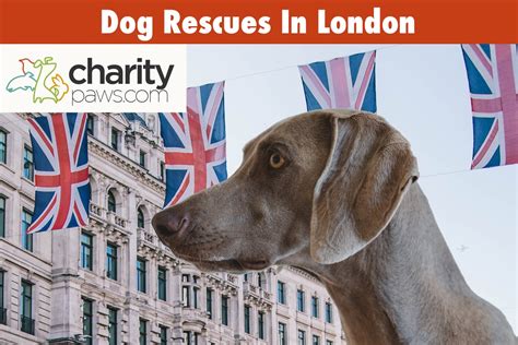 Dog Rescue Centres In London | 7 Best Rescues To Adopt From