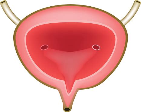 Anatomical Structure Of The Urinary Bladder Infographics Vector Illustration On Isolated ...