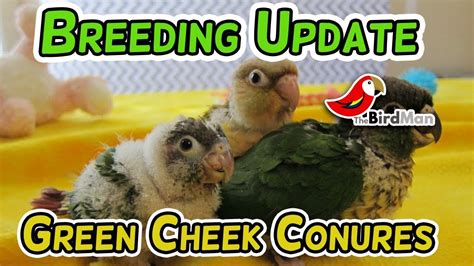 Summer Season Breeding of Green Cheek Conure - YouTube