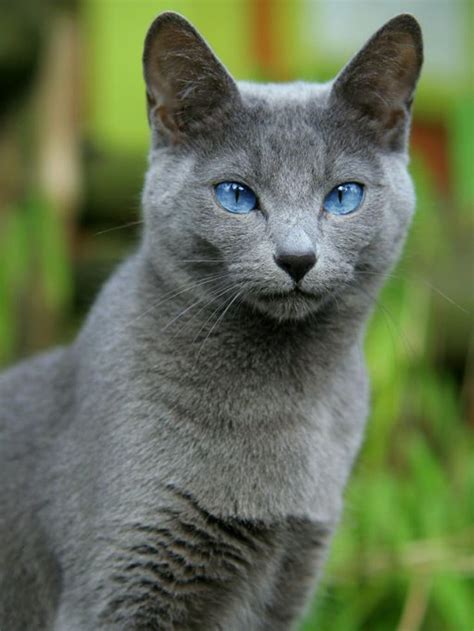 Pure Gray Cat with Blue Eyes