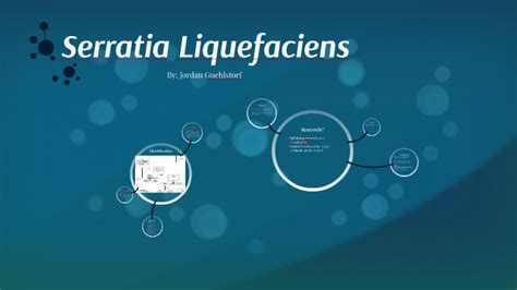 Serratia Liquefaciens by Jordan Guehlstorf