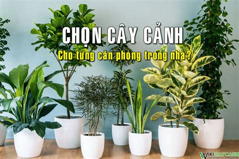 Cách chọn cây cảnh tốt nhất cho mỗi phòng trong ngôi nhà của bạn