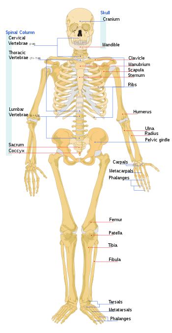 Human skeleton - Wikipedia