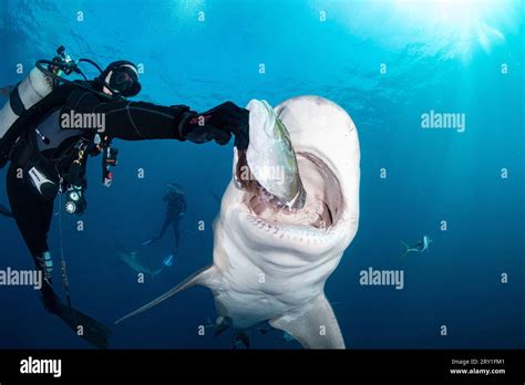 Feeding time. FLORIDA, USA: TERRIFYING IMAGES of bull sharks opening their mouths around a ...