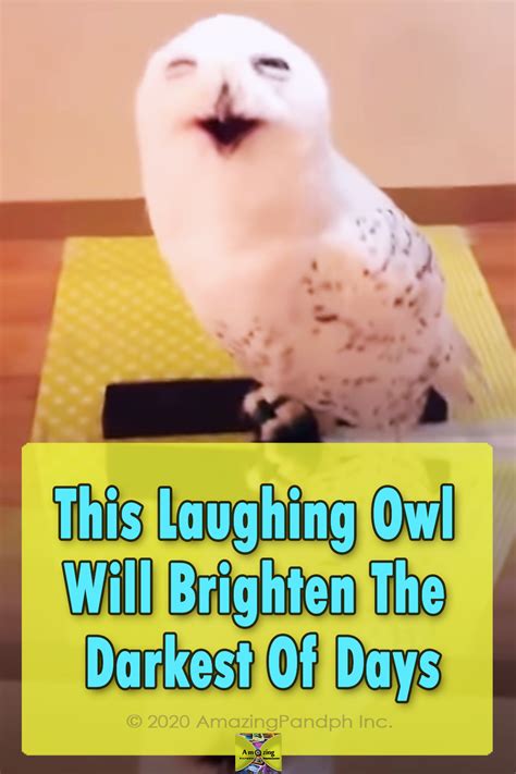 This Laughing Owl Will Brighten Your Days : AmazingPandph