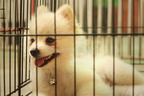 Sad Puppy Cage Stock Photos - Download 2,593 Royalty Free Photos