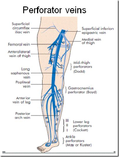 great saphenous vein applied anatomy | BIO 265 | Pinterest | Anatomy, Ultrasound and Medical