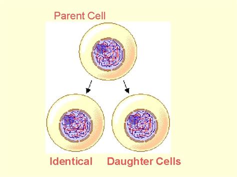 The Nucleus Asexual Reproduction Mitosis Cell Division General