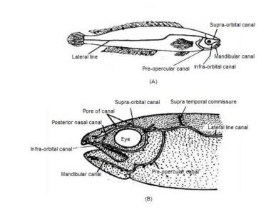 Lateral Line System of Fishes - Biology Educare