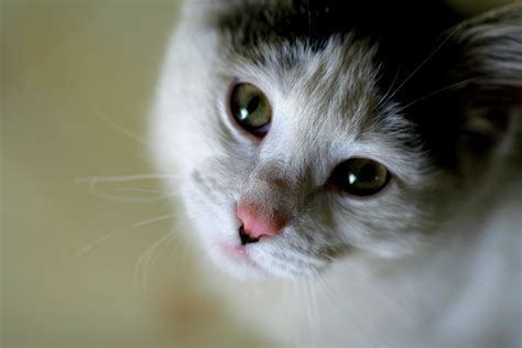 Fájl:Cat Cute.JPG - Wikipédia