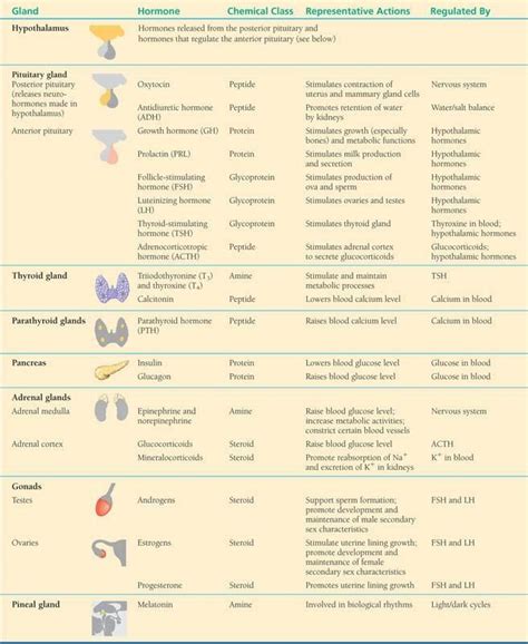 Pin by Margie C on Nursing | Endocrine system nursing, Nursing students ...