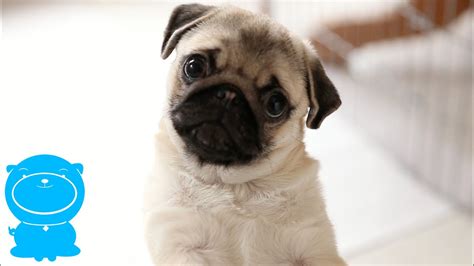 This Pug Puppy's Face Is Priceless, Look at Him Listen! - YouTube