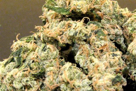 The 10 Best Sativa Strains | The Spot 420