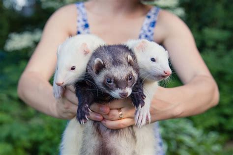 Basic Ferret Facts: The Ultimate Beginner's Guide – The Modern Ferret