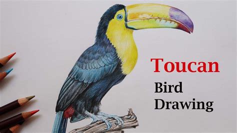 Colorful Toucan Bird