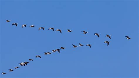 Animal Migration Pictures