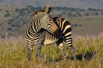 Mountain Zebra Facts for Kids • Kids Animals Facts